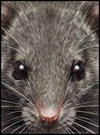 Rat.