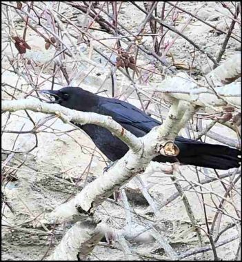 Raven or crow in a tree.