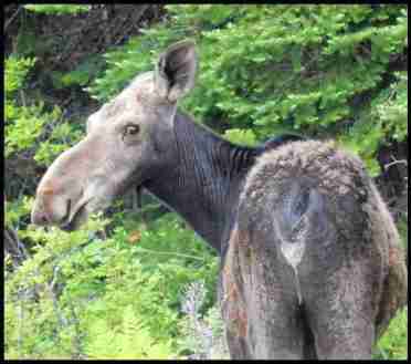 Female moose in Maine (Esther Mechler photo)