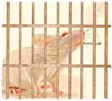 Rat in cage
