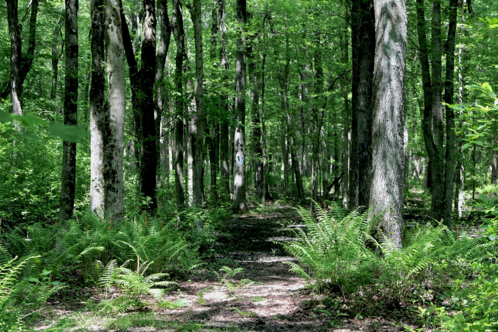 Croydon Woods