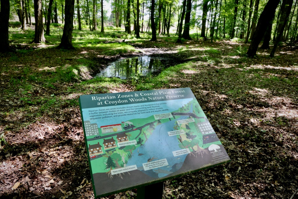 Croydon Woods