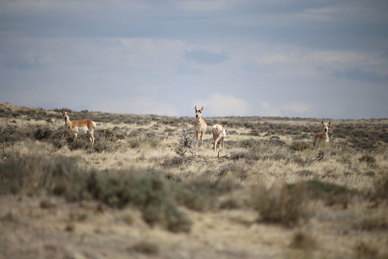 Pronghorn in the Red Desert in Wyoming. Pronghorn in the Red Desert in Wyoming.