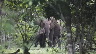 Two elephants are seen in a forested area.
