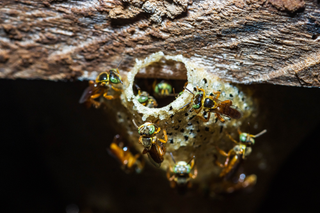 Stingless bees