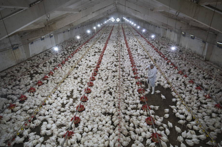 Two manual workers with special uniform working in chicken farm.