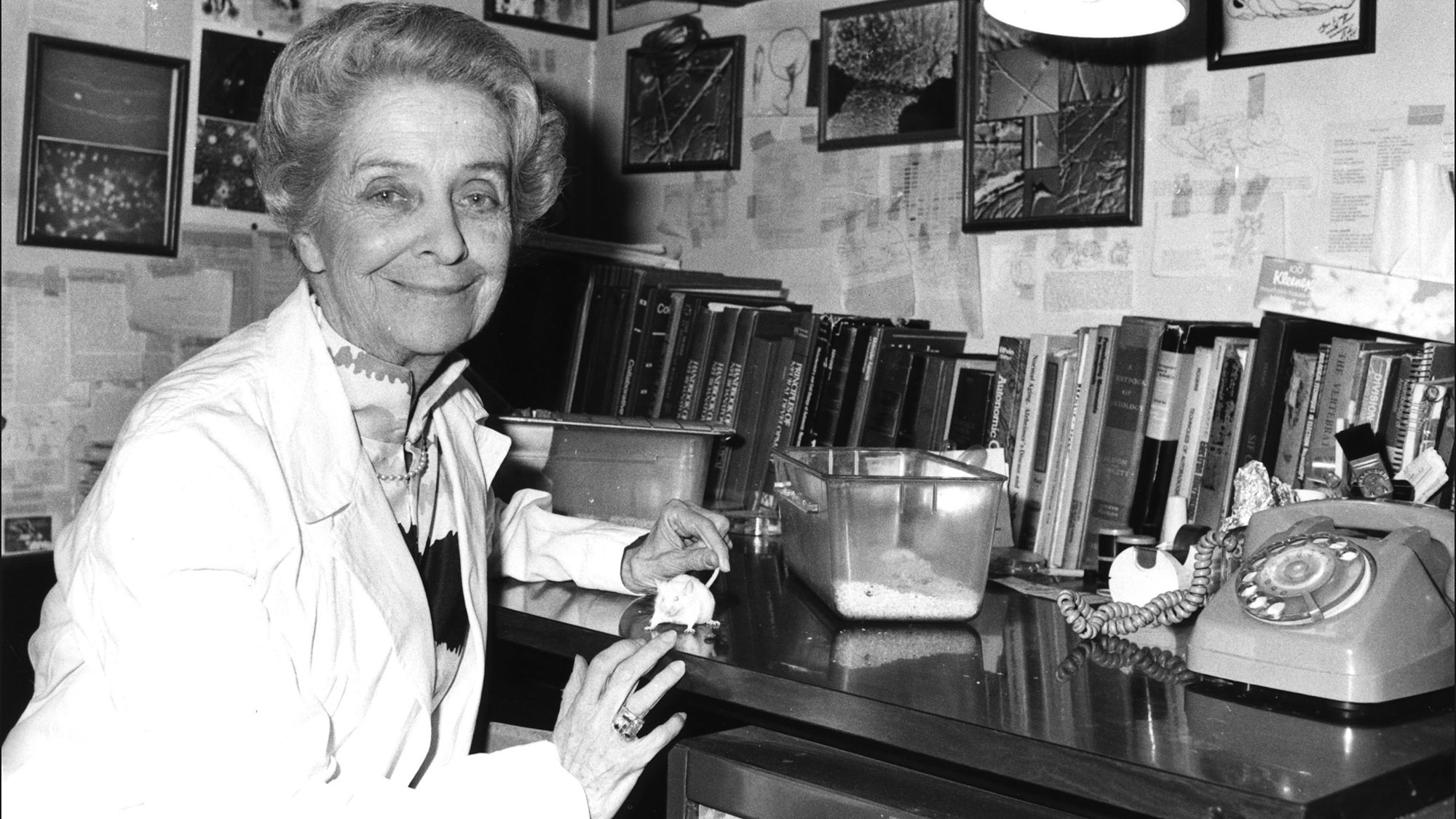 Italian scientist Rita Levi-Montalcini wearing a white gown sitting at a desk and holding a guinea pig's tail. Italy, 1950s