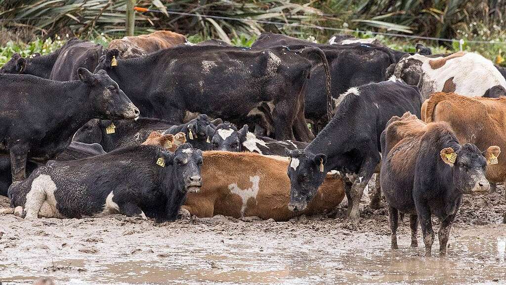 Cows in mud in a Southland intensive winter grazing system. © Angus Robson Cows in mud in a Southland intensive winter grazing system could be back under the fast-track bill