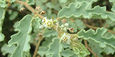 Commersonia pearnii