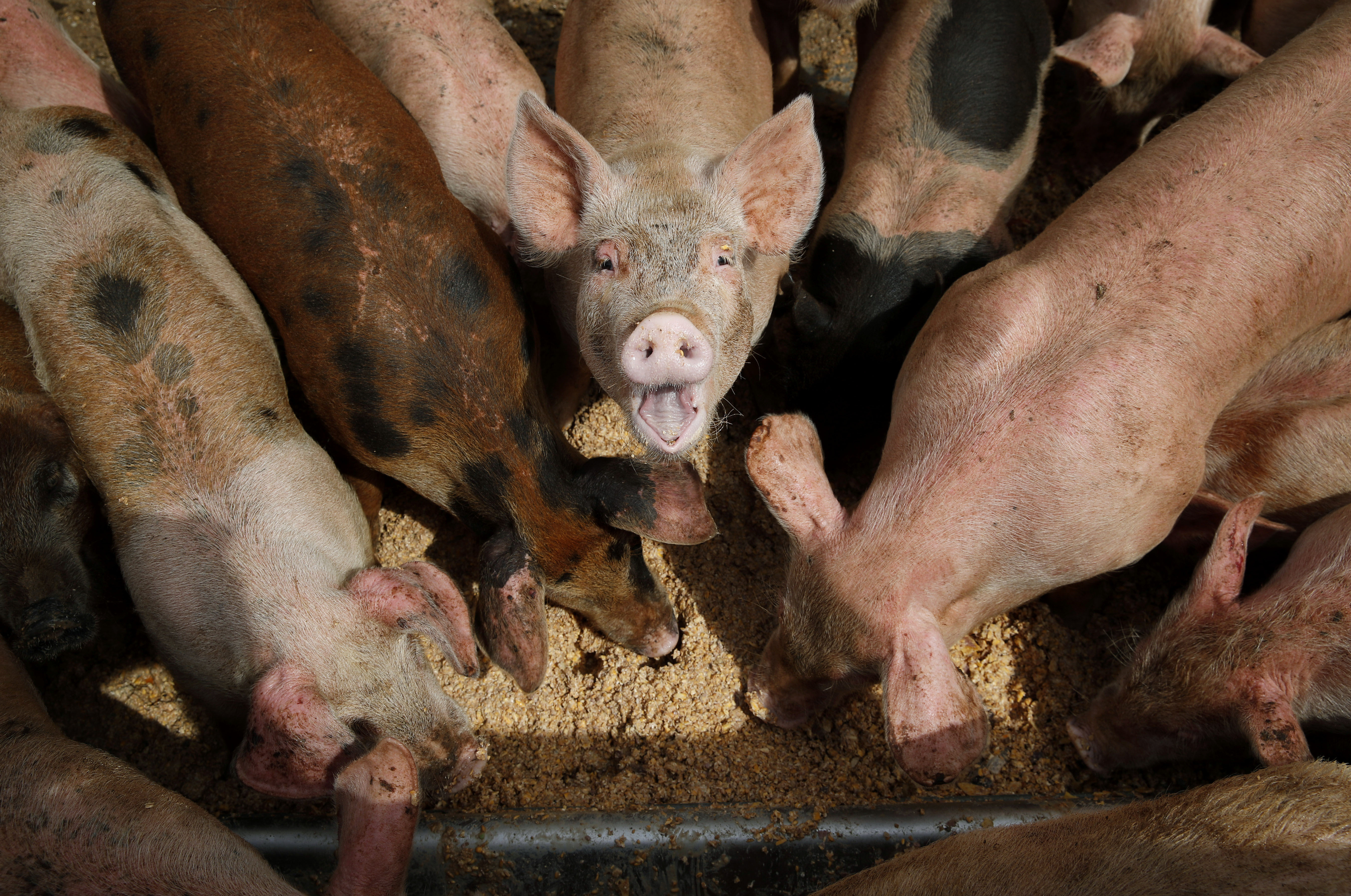 Pigs eat from a trough at the Las Vegas Livestock pig farm in Las Vegas. Pigs eat from a trough at the Las Vegas Livestock pig farm in Las Vegas.