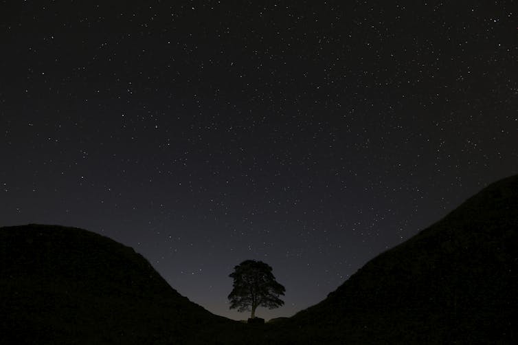 A lone tree stands in a u-shapted ravine beneath a starry sky.