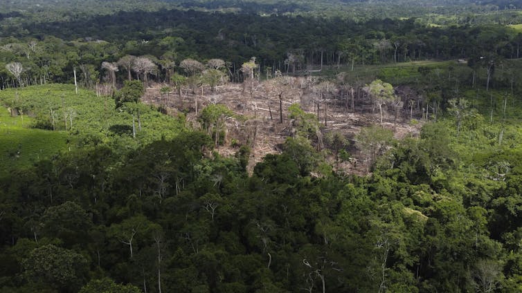 A brown/grey patch of ground with felled trees is seen amongst a green forest.