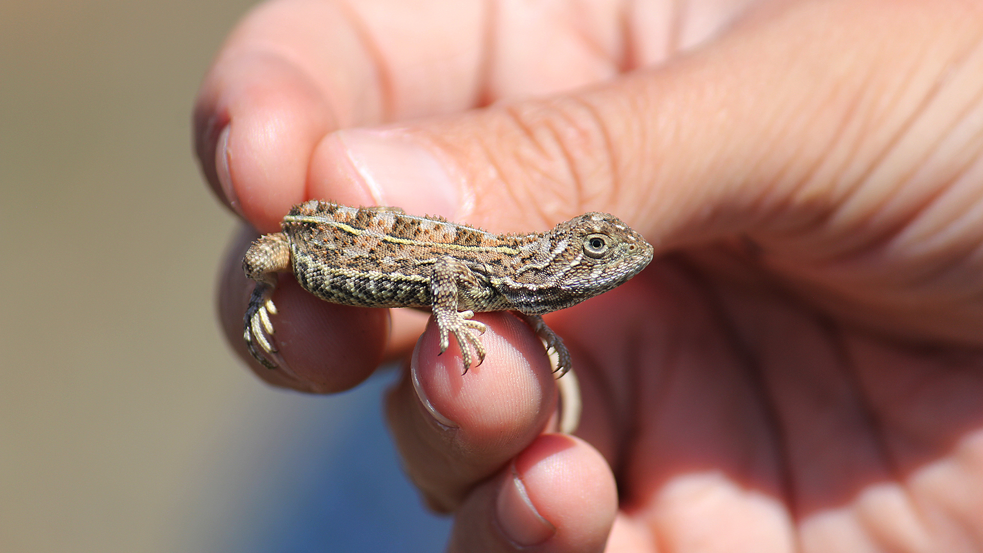 A small reptile (lizard) in someone's hand