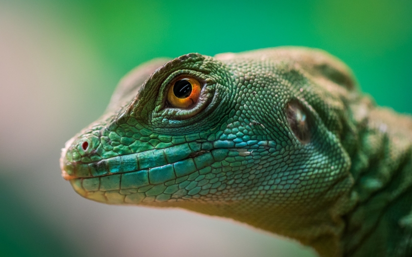A closeup of a lizard