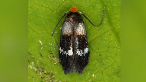 Chris Fox Close up of the rare micro moth on a green leaf. Its wings appear fluffy.