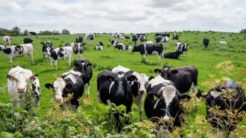 Getty Images A curious group of cows is seen looking at the people passing by. There are apprx. 30 black and white patterned cows in a green field. The sky is full of fluffy white clouds with the sun shining through.