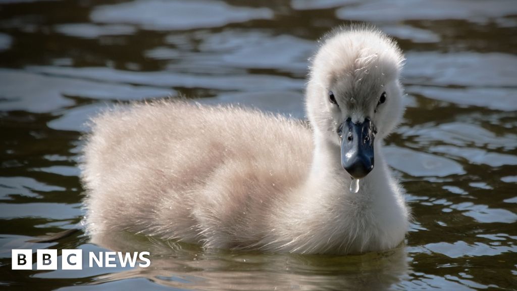 NI nature facing unsustainable pressure, says watchdog NI nature facing unsustainable pressure, says watchdog
