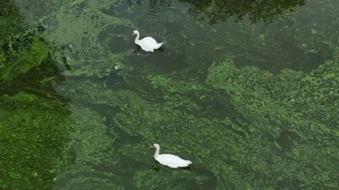 Niall Carson/PA Wire Two white swans swim through blue-green algae on the River Bann where it meets Lough Neagh near the village of Toome. (File photo from 1 September 2024)