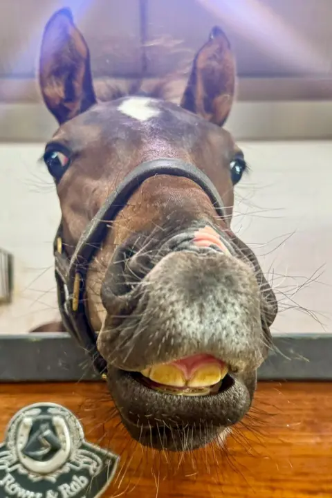 Victoria Gill A young foal in a stable