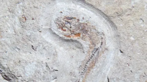 Museum in the Park Another Jurassic fish fossil at Museum in the Park