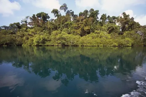 Getty Images Tropical forest along the coast, Andaman Islands, Andaman and Nicobar Islands Union Territory of India.