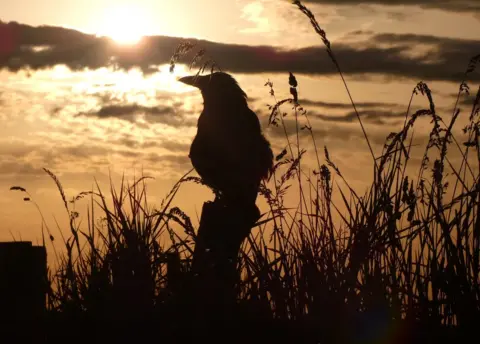 Moyra Miller Bird at sunrise