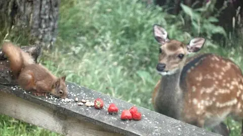 Lyn Cooper Deer watching squirrel eat