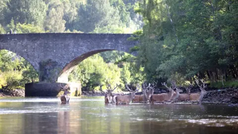 Ian Biggs Stags in water