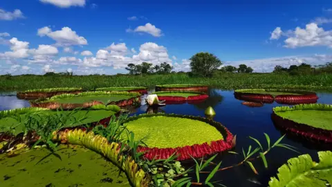Carlos Magdelena Victoria boliviana in Bolivia
