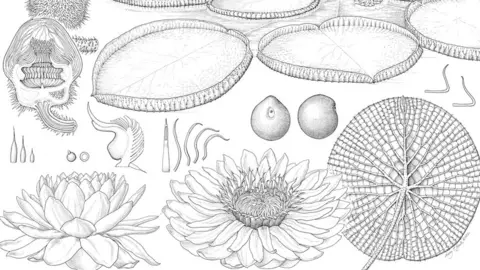 Lucy Smith Scientific illustration of new species