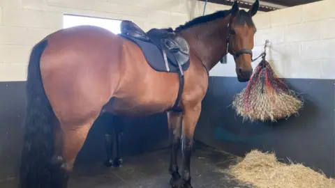 BBC Police Horse Brutus in stable