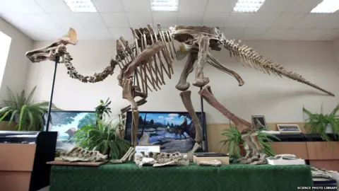 Science Photo Library The hadrosaurs were duck-billed dinosaurs that flourished in the late Cretaceous Period of 80-65 million years ago