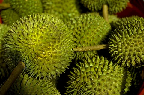 The rank odour of durian fruit has led to its banning on public transport. (Kevin Clogstoun/LPI)