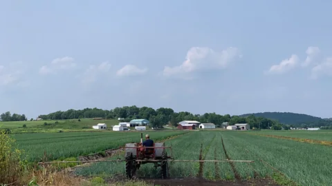 Shane Cashman Pine Island is the second largest landmass of this type of soil in the United States (Credit: Shane Cashman)