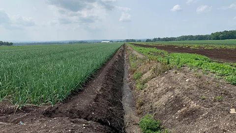 Shane Cashman Long, narrow ditches help reduce excess water in Pine Island’s fields, as there is always the potential for flood (Credit: Shane Cashman)