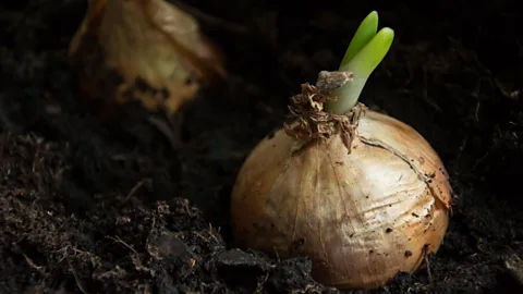 Dariusz Banaszuk/Alamy Onions grown in Pine Island’s organically rich soil have a longer shelf life than most other onions (Credit: Dariusz Banaszuk/Alamy)