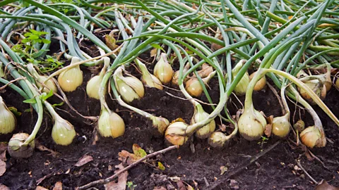 Matthijs Wetterauw/Alamy Onions grown in the Black Dirt Region are famous for their high sugar content, a result of the high sulphur levels in the soil (Credit: Matthijs Wetterauw/Alamy)