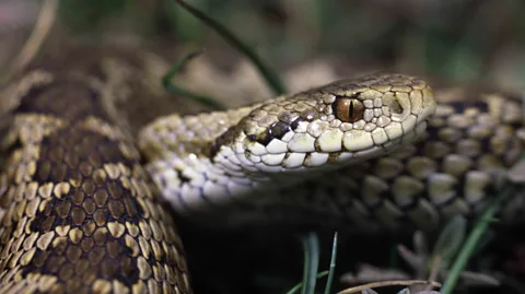 Alamy Ursini's viper, or the meadow viper, shares its mountain habitat with the Marsican brown bear (Credit: Alamy)