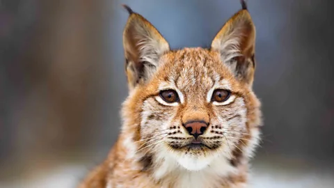 Getty Images The lynx, like many mountain species, is only able to tolerate a certain level of intrusion from humans (Credit: Getty Images)