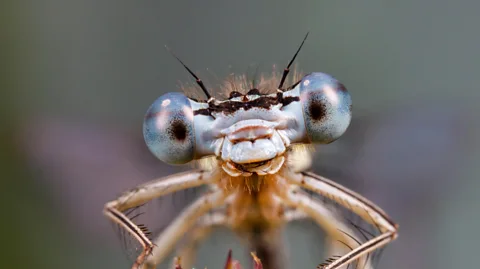 Alamy A closeup of a white-legged damselfly looking happy (Credit: Alamy)