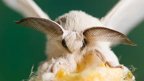 Alamy Insects have diversified to fill almost every conceivable niche, but they all share similar brains – so emotions in insects may be universal (Credit: Alamy)