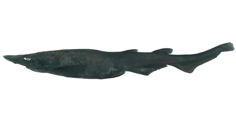CSIRO Australian National Fish Collection The sinister looking catshark is thought to lay its eggs on coral hundreds of metres below the surface (Credit: CSIRO Australian National Fish Collection)