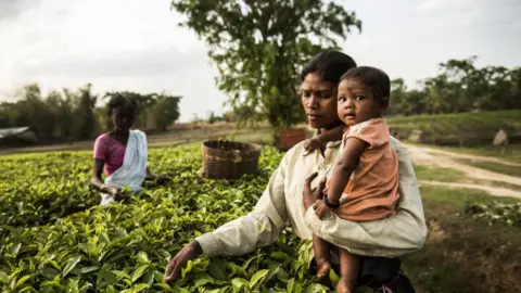 Getty Images Indian women pick leaves on a tea plantation in the Tinkharia garden in Assam, India, April 8, 2015.
