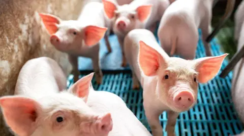 Getty Images Piglets being kept indoors on a farm (stock photo). They are standing on a grated surface which drains away manure into containers.