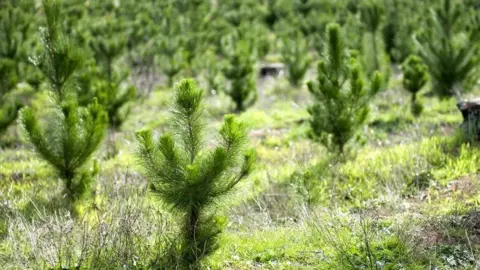 Getty Images Saplings