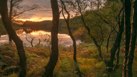 NatureScot A sunset over a Scottish loch viewed through trees with beautiful hues of gold and green
