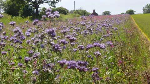 WAVENEY HUNDRED FARMING GROUP A floristic strip of purple thistles stretches into the distance alongside a crop of wheat