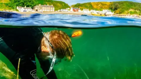 Lewis Jefferies/WWF An interesting picture - half in, half out of the water. The above water half shows the village of Porthdinallaen, the lower half shows the below water shot of a diver in a seagrass meadow