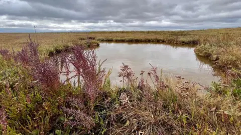 PA Media A saltmarsh habitat with a pool of water and some pink flowers in the forefront. The sky is grey and overcast.