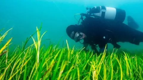 Lewis Jefferies/WWF An underwater shot. Vivid green seagrass at the bottom of the picture with a diver hovering above.